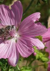 Moschusmalve Biene Eisenberg